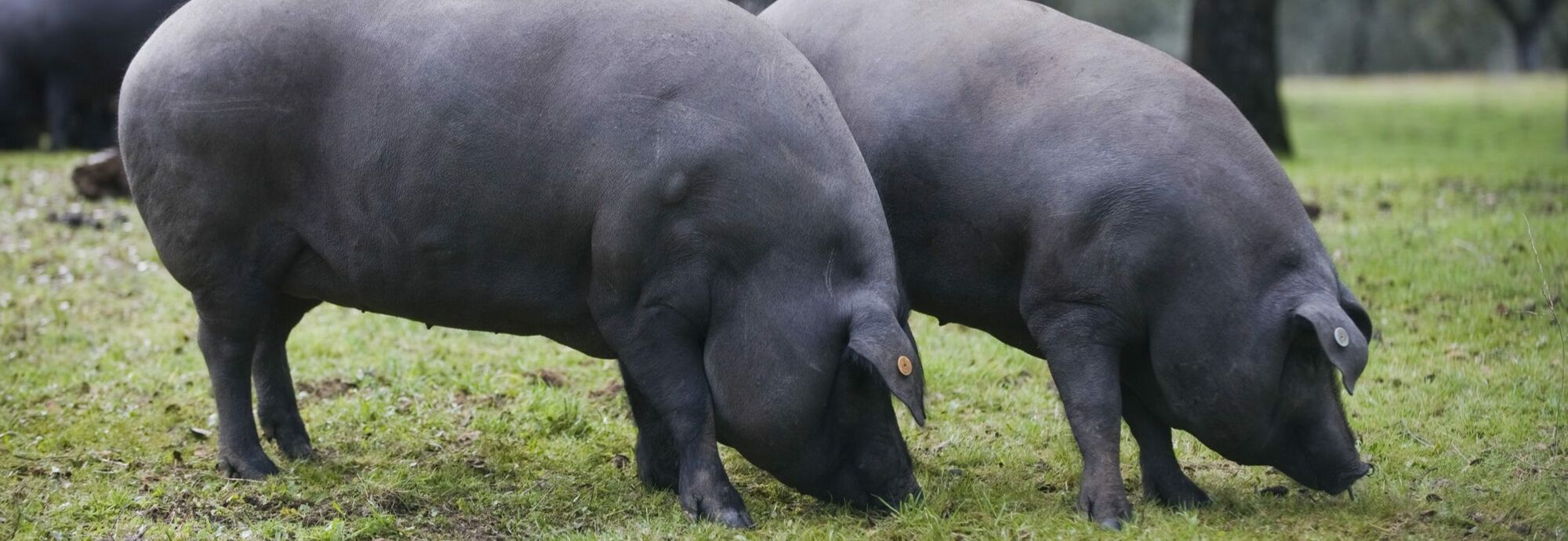 De karakteristieke smaak van de Spaanse Cerdo Iberico varkens