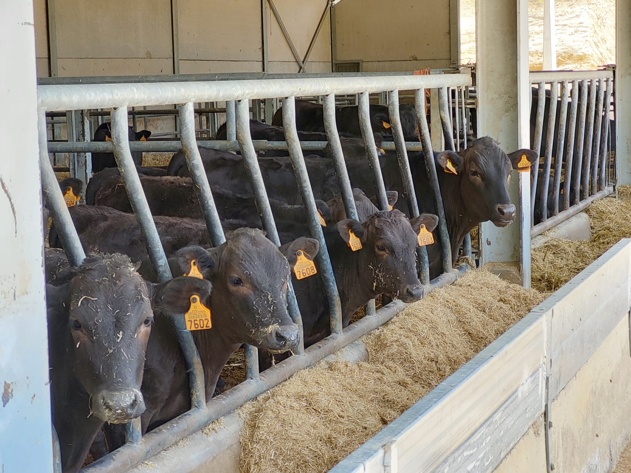 Wagyu: exclusief Japans rundvlees