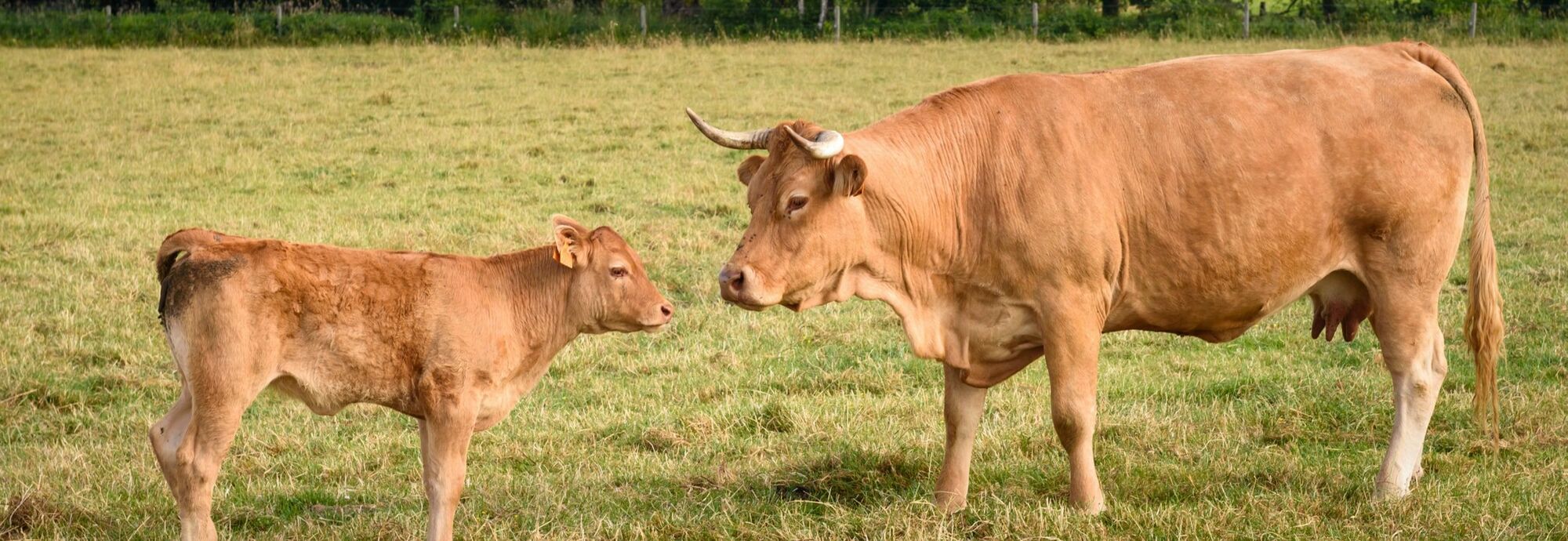 Belgische Boeuf d'Ennal Belgische Boeuf d'Ennal