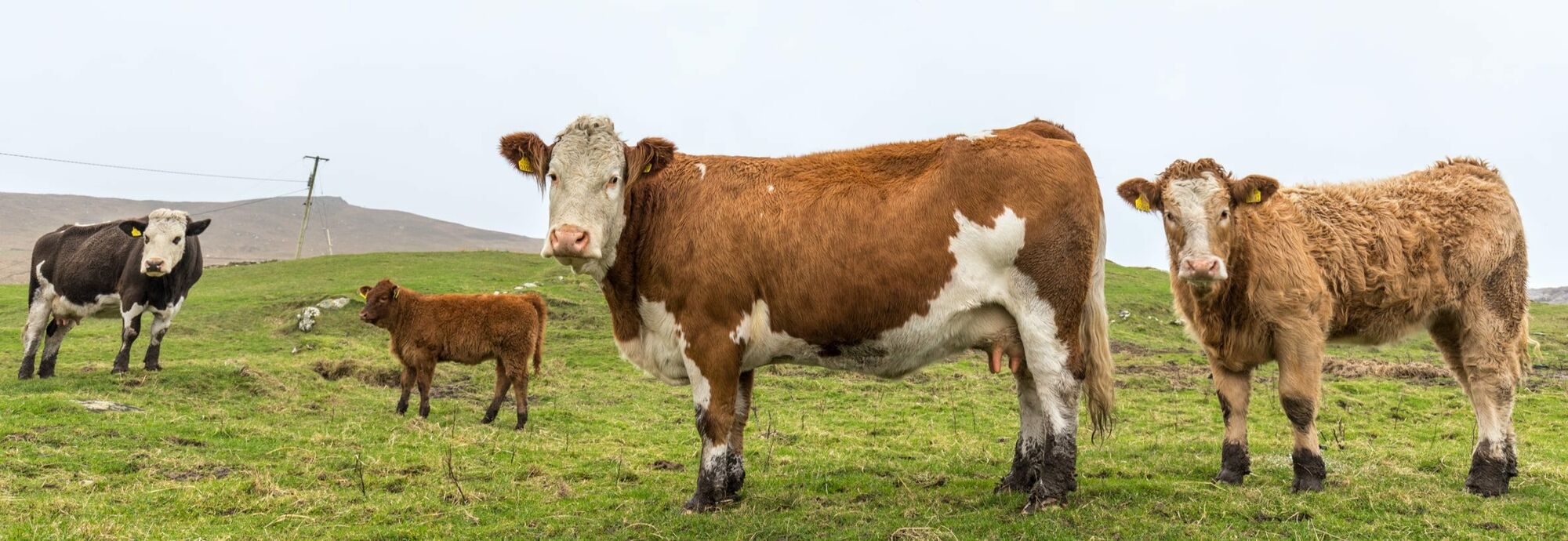Hereford-Angus Runderen Hereford-Angus Runderen