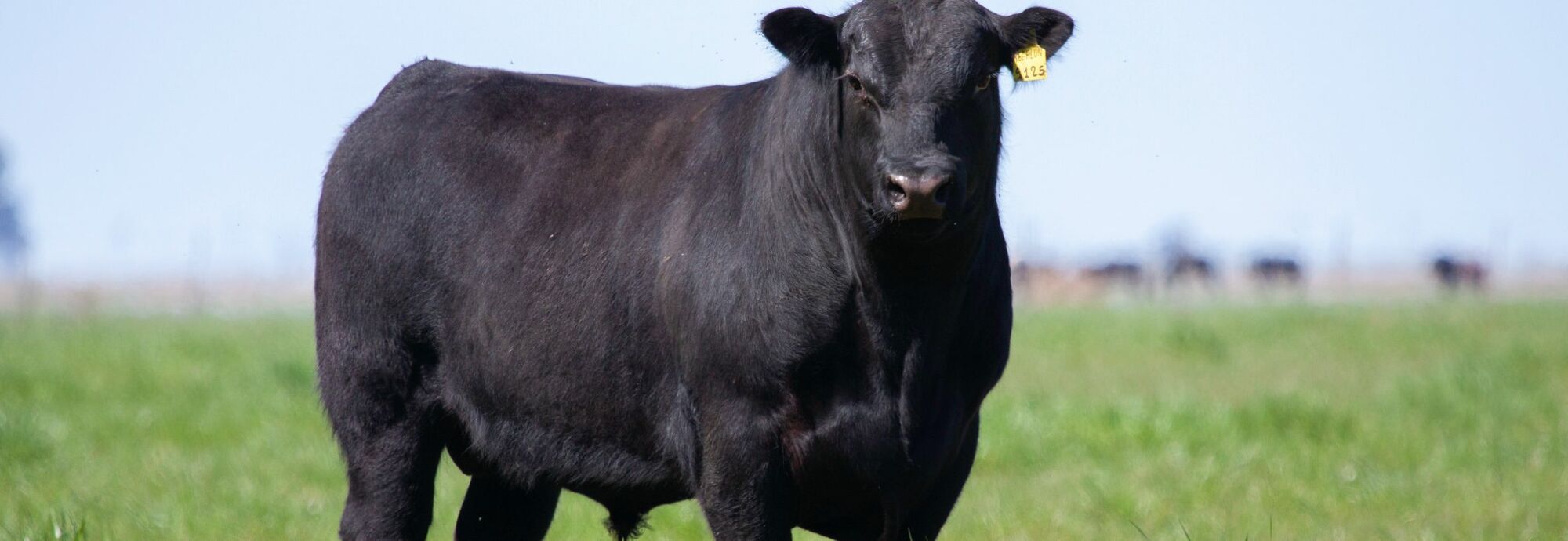 Spaanse Black Angus