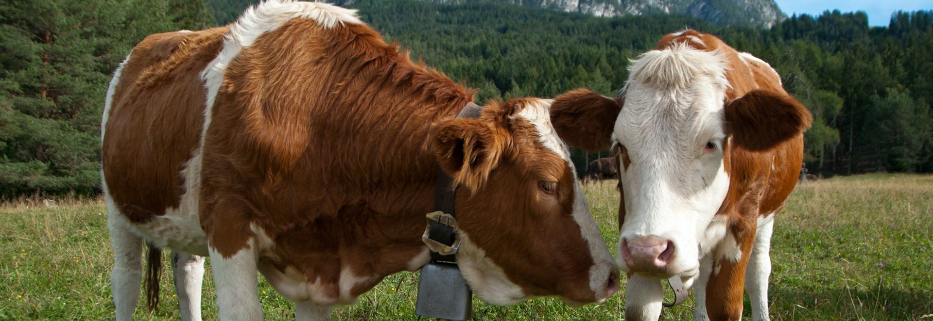Simmentaler Simmentaler