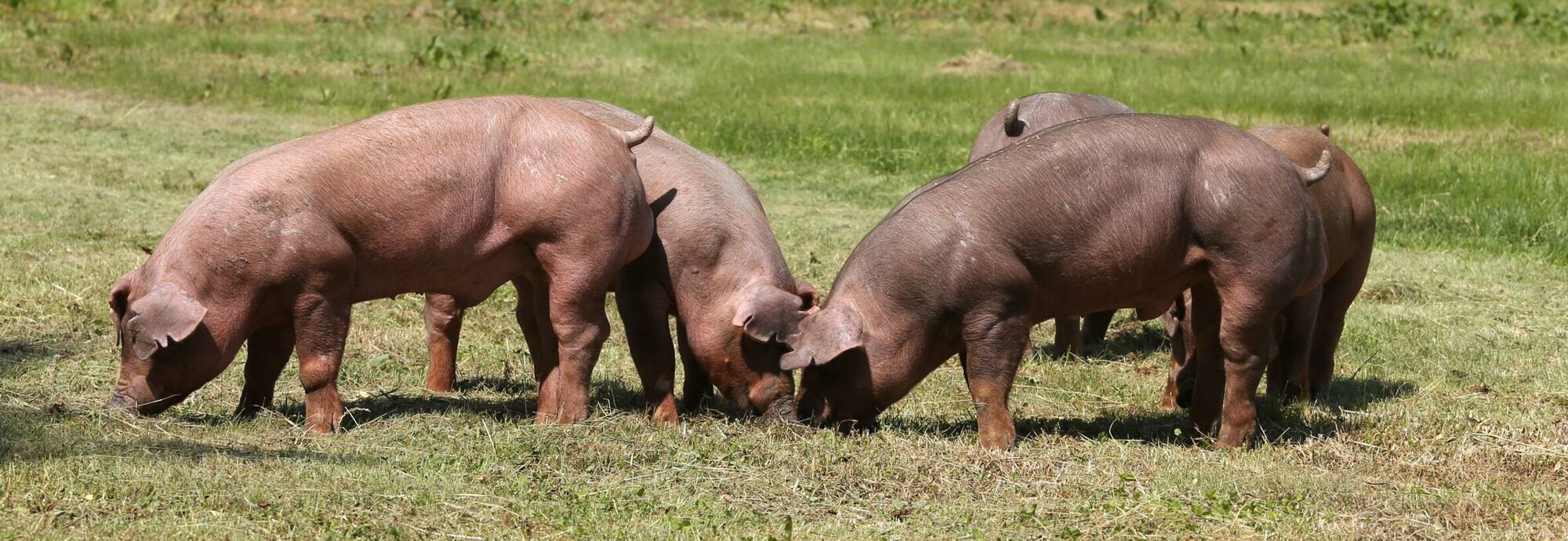 Duroc Duroc