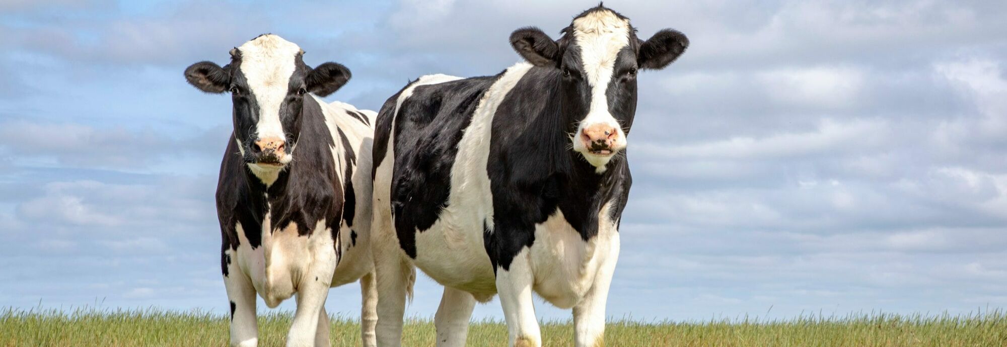 Holstein-Friesian Holstein-Friesian